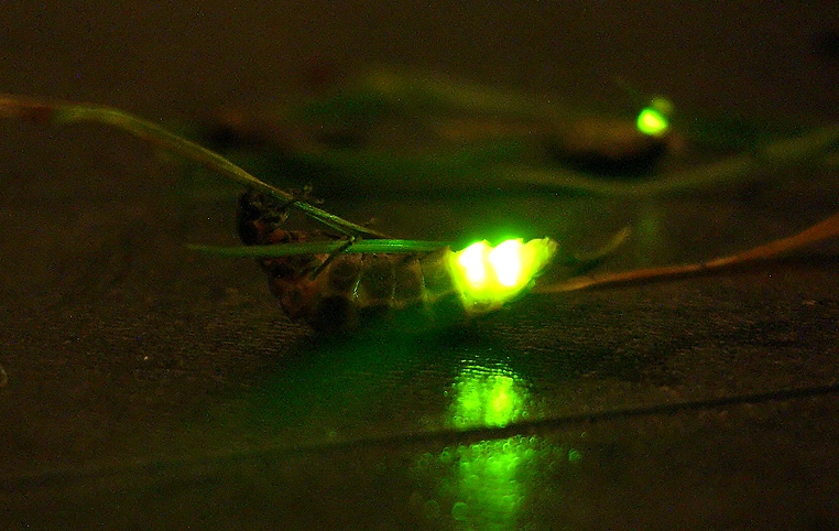 Glow-worm (Reproduced under Creative Commons Licence - commons.wikimedia.org/wiki/File:Lampyris_noctiluca_glow_worm.jpg)
