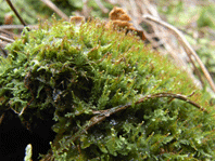Odontoschisma-denudatum (photo: Robin Stevenson)