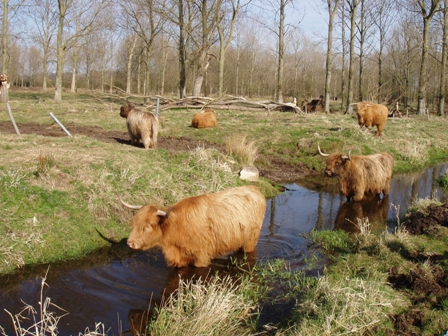 Highland cows